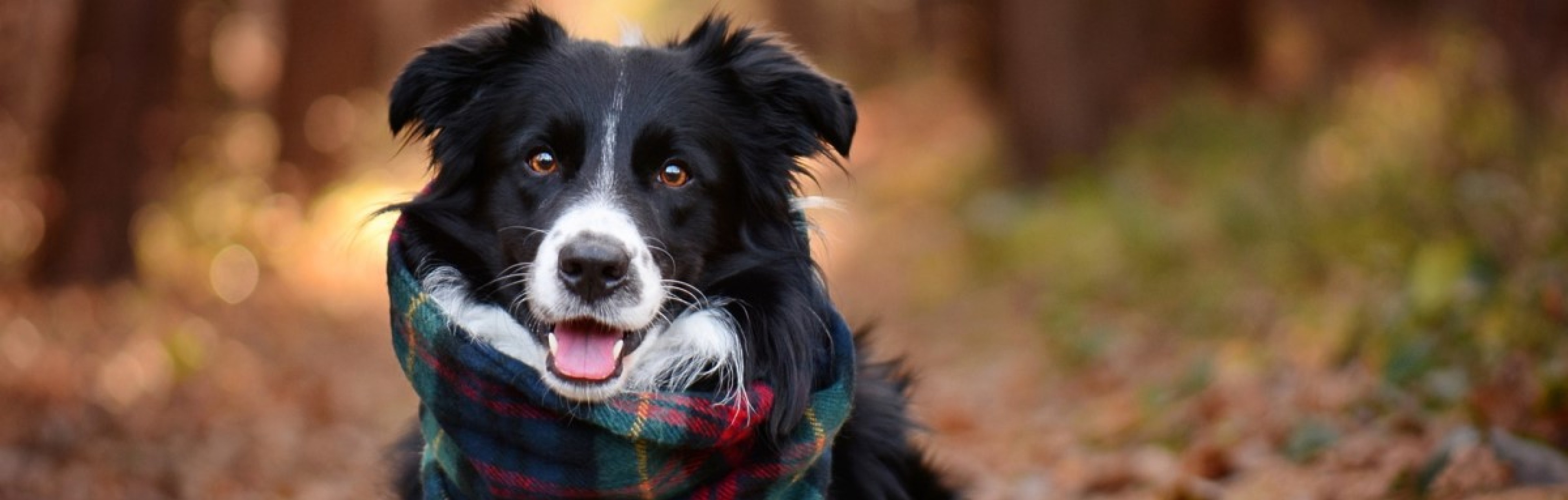 Dynamic Content Image